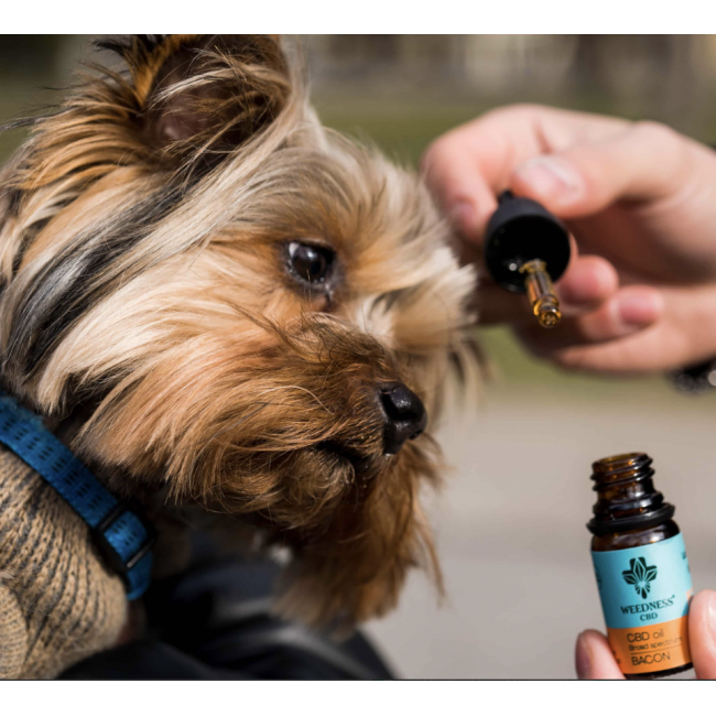 CBD Масло 3% для маленьких собак (300мг) – Вкус бекона